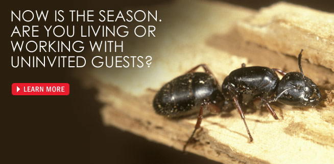 Envirocare gets rid of ants in your home with our pest control treatment services.