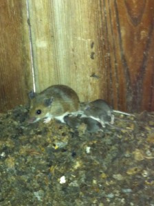 Deer mouse tending to her young