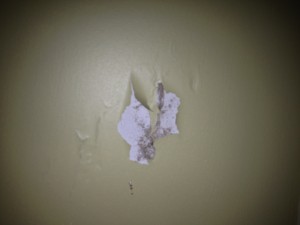 termite drywall damage