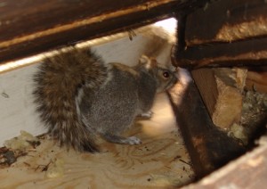 A Squirrel in the Attic of a Connecticut Home