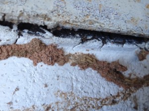 Worker termites in Hamden, CT