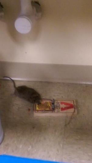 Norway rat caught after 3 nights of prebaiting