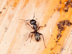 Carpenter ant nest and sign or an infestation