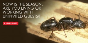 Envirocare Gets Rid of the Ants in Your Home.