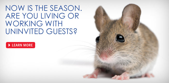 Envirocare Pest Control of CT gets rid of mice in your home!