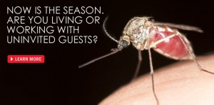 Envirocare Pest Control of CT offers mosquito and tick yard treatments for a pest free lawn.
