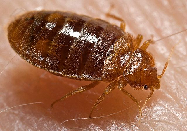 Adult CT Bed bug