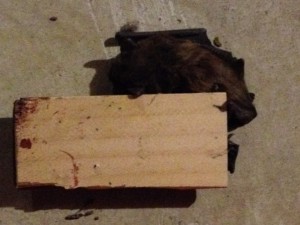 Bat caught in mouse trap in the basment