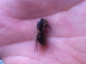 Carpenter ant female reproductive