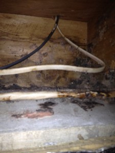 Mice have damaged these wires both by chewing and staining them