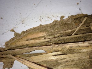 Mud in Termite damage in a Connecticut home.