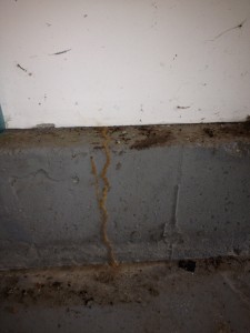 termite mud tube 2013