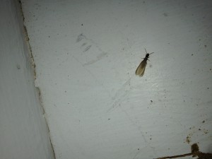 Termite swarmmer