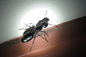Carpenter Ant by schizoform