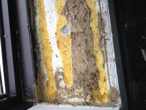 Termites swarming on top of a window frame