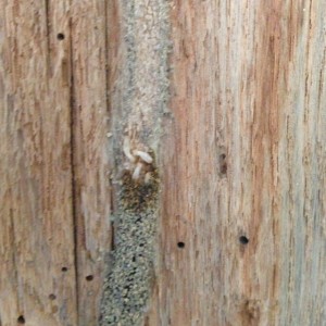 termite southbury