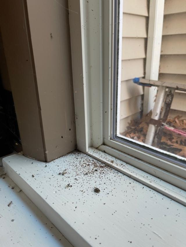 Ants In Window 1 